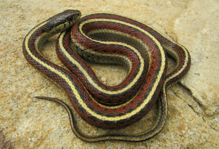 Coast Garter Snake